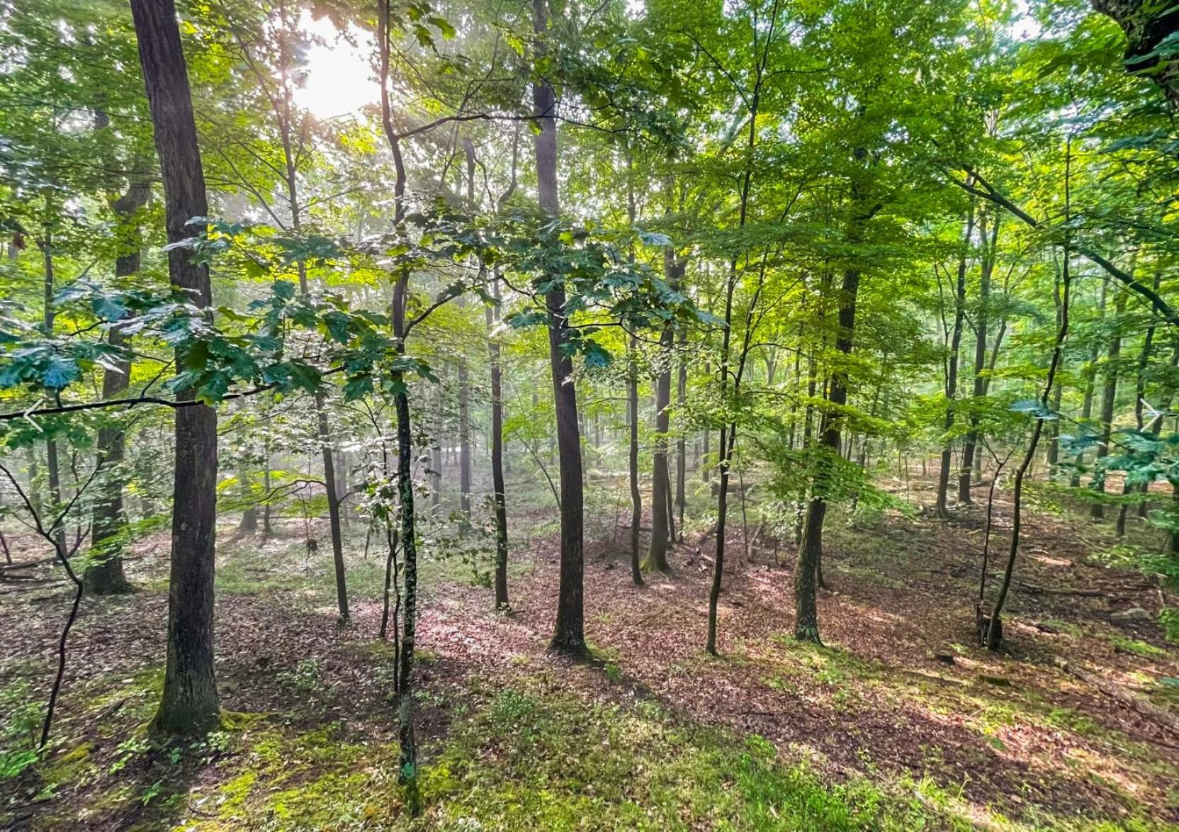 Huge Cabin W Hot Tub, Deck, Grill, Fire Pit, Wifi Berkeley Springs Exterior foto